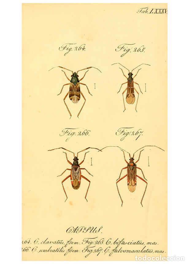 Collezionismo di Riviste e Giornali: Reproducci&oacute;n/Reproduction 6096017705: Die wanzenartigen Insecten. plates 1-4. N&uuml;rnberg :In der C.H.