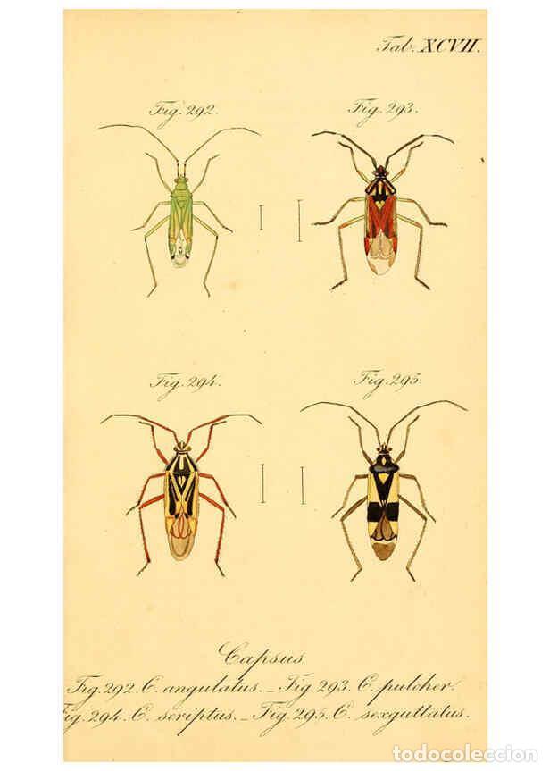 Collezionismo di Riviste e Giornali: Reproducci&oacute;n/Reproduction 6096020157: Die wanzenartigen Insecten. plates 1-4. N&uuml;rnberg :In der C.H.