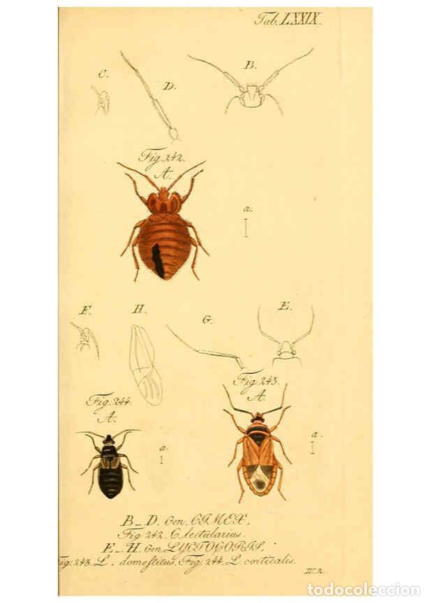 Collezionismo di Riviste e Giornali: Reproducci&oacute;n/Reproduction 6096015581: Die wanzenartigen Insecten. plates 1-4. N&uuml;rnberg :In der C.H.