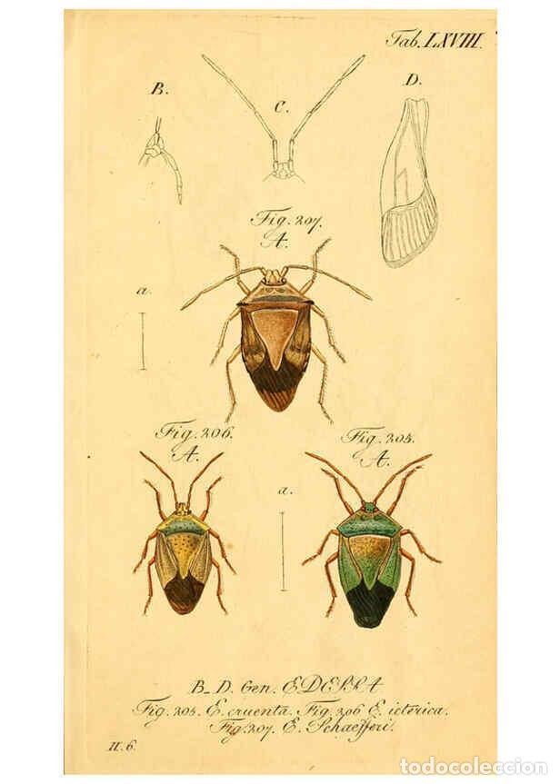 Collezionismo di Riviste e Giornali: Reproducci&oacute;n/Reproduction 6096557092: Die wanzenartigen Insecten. plates 1-4. N&uuml;rnberg :In der C.H.