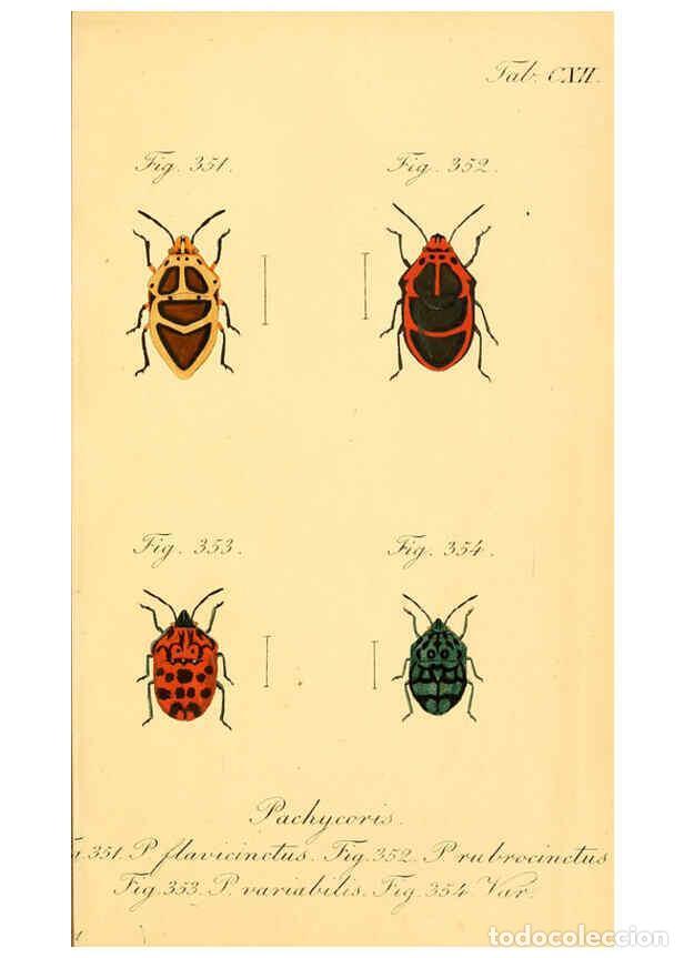 Collezionismo di Riviste e Giornali: Reproducci&oacute;n/Reproduction 6096023729: Die wanzenartigen Insecten. plates 1-4. N&uuml;rnberg :In der C.H.