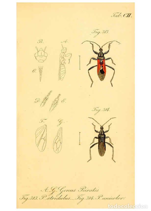 Collezionismo di Riviste e Giornali: Reproducci&oacute;n/Reproduction 6096021423: Die wanzenartigen Insecten. plates 1-4. N&uuml;rnberg :In der C.H.