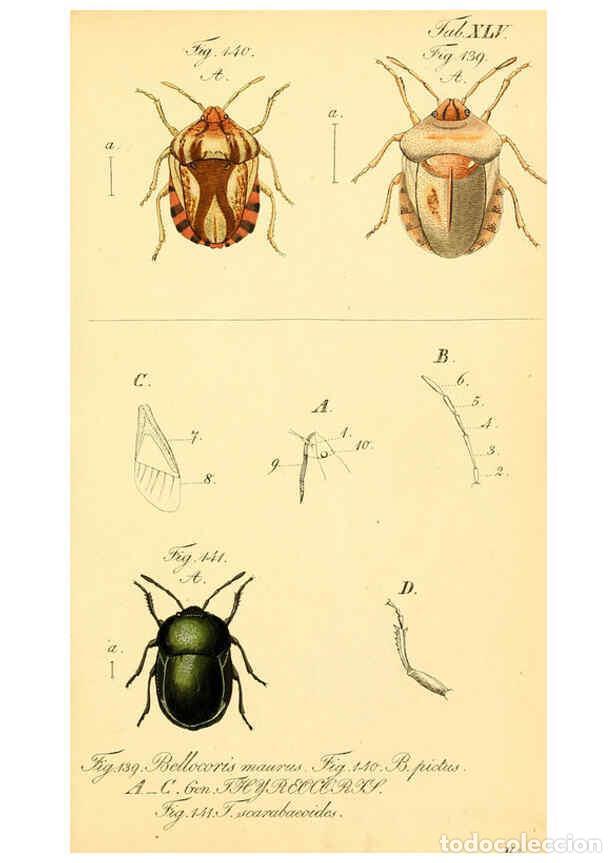 Collezionismo di Riviste e Giornali: Reproducci&oacute;n/Reproduction 6096006987: Die wanzenartigen Insecten. plates 1-4. N&uuml;rnberg :In der C.H.