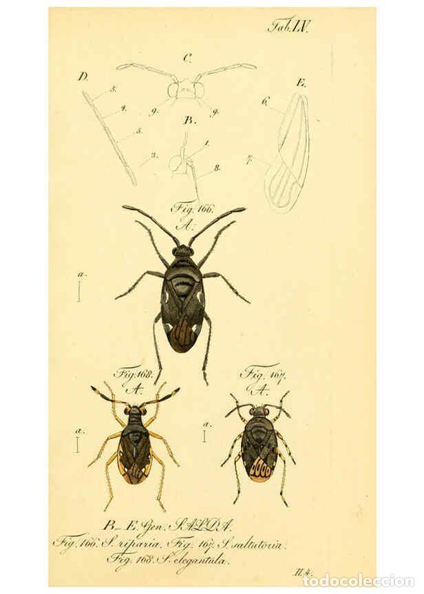 Collezionismo di Riviste e Giornali: Reproducci&oacute;n/Reproduction 6096553734: Die wanzenartigen Insecten. plates 1-4. N&uuml;rnberg :In der C.H.