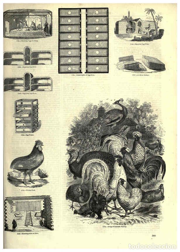 Collezionismo di Riviste e Giornali: Reproducci&oacute;n/Reproduction 6093058122: The pictorial museum of animated nature. v.1. London :C. Cox,[