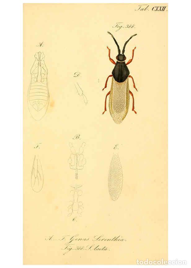 Collezionismo di Riviste e Giornali: Reproducci&oacute;n/Reproduction 6096570462: Die wanzenartigen Insecten. plates 1-4. N&uuml;rnberg :In der C.H.