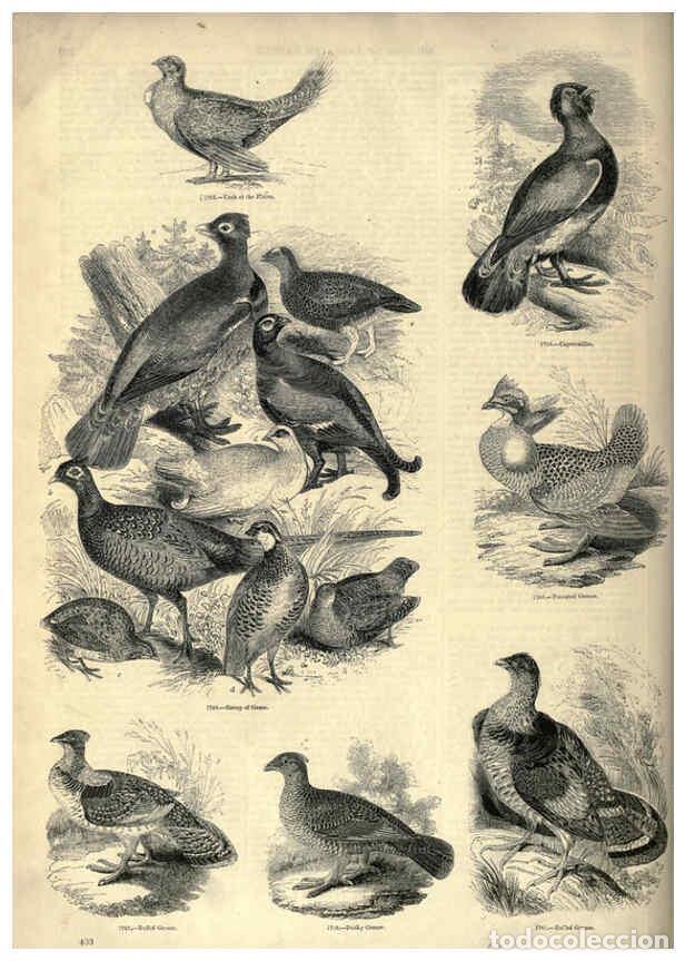 Collezionismo di Riviste e Giornali: Reproducci&oacute;n/Reproduction 6093060010: The pictorial museum of animated nature. v.1. London :C. Cox,[