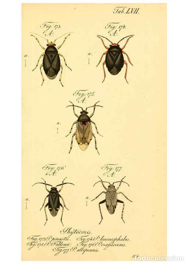 Collezionismo di Riviste e Giornali: Reproducci&oacute;n/Reproduction 6096009591: Die wanzenartigen Insecten. plates 1-4. N&uuml;rnberg :In der C.H.