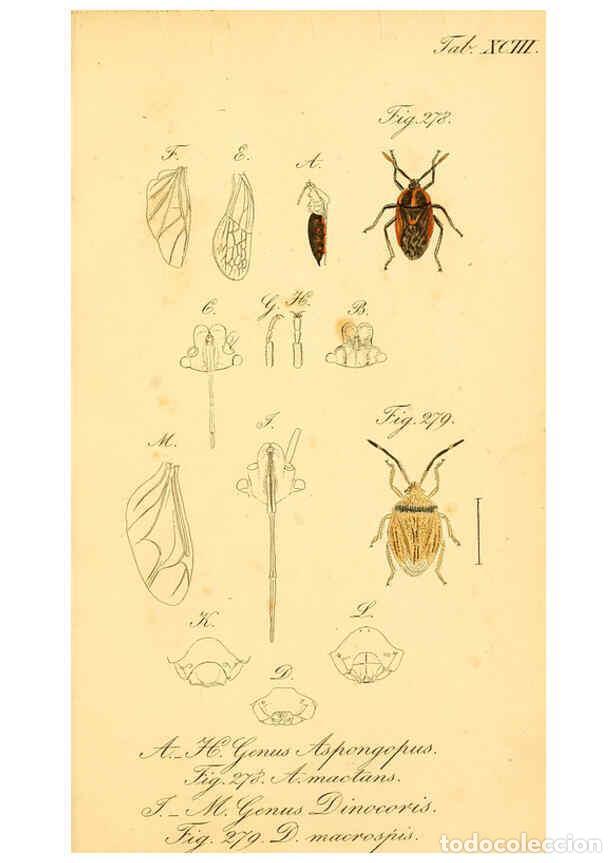 Collezionismo di Riviste e Giornali: Reproducci&oacute;n/Reproduction 6096019357: Die wanzenartigen Insecten. plates 1-4. N&uuml;rnberg :In der C.H.