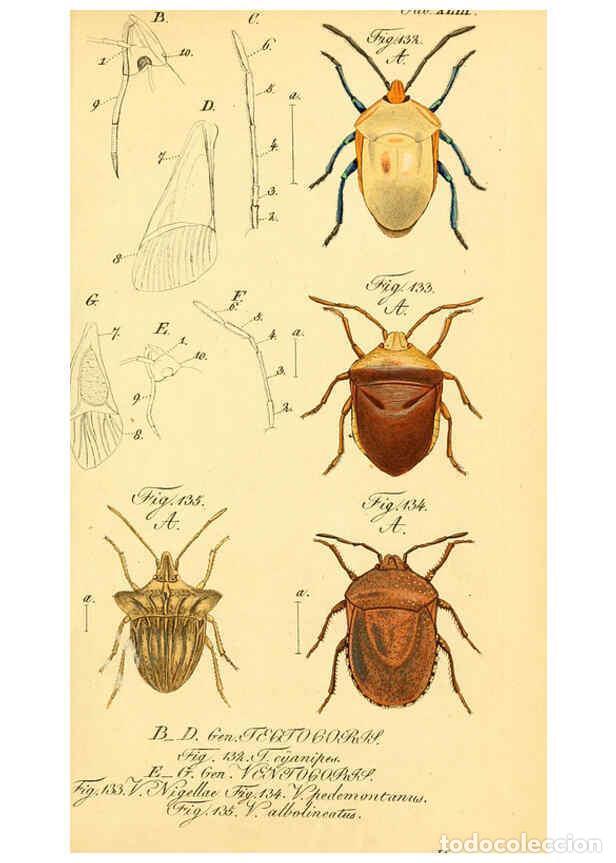 Coleccionismo de Revistas y Peri&oacute;dicos: Reproducci&oacute;n/Reproduction 6096006635: Die wanzenartigen Insecten. plates 1-4. N&uuml;rnberg :In der C.H.