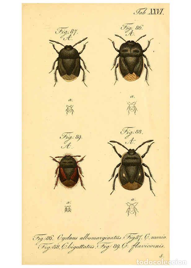 Coleccionismo de Revistas y Peri&oacute;dicos: Reproducci&oacute;n/Reproduction 6096546714: Die wanzenartigen Insecten. plates 1-4. N&uuml;rnberg :In der C.H.