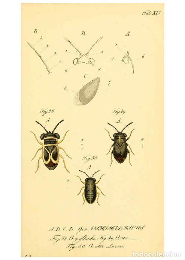 Coleccionismo de Revistas y Peri&oacute;dicos: Reproducci&oacute;n/Reproduction 6096543886: Die wanzenartigen Insecten. plates 1-4. N&uuml;rnberg :In der C.H.