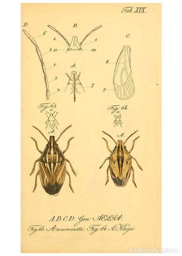 Coleccionismo de Revistas y Peri&oacute;dicos: Reproducci&oacute;n/Reproduction 6096000591: Die wanzenartigen Insecten. plates 1-4. N&uuml;rnberg :In der C.H.
