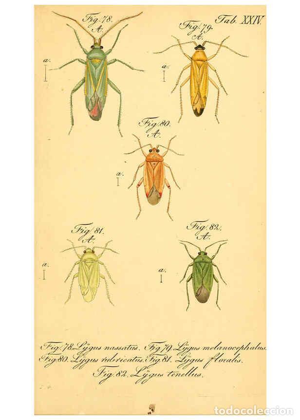 Coleccionismo de Revistas y Peri&oacute;dicos: Reproducci&oacute;n/Reproduction 6096546154: Die wanzenartigen Insecten. plates 1-4. N&uuml;rnberg :In der C.H.