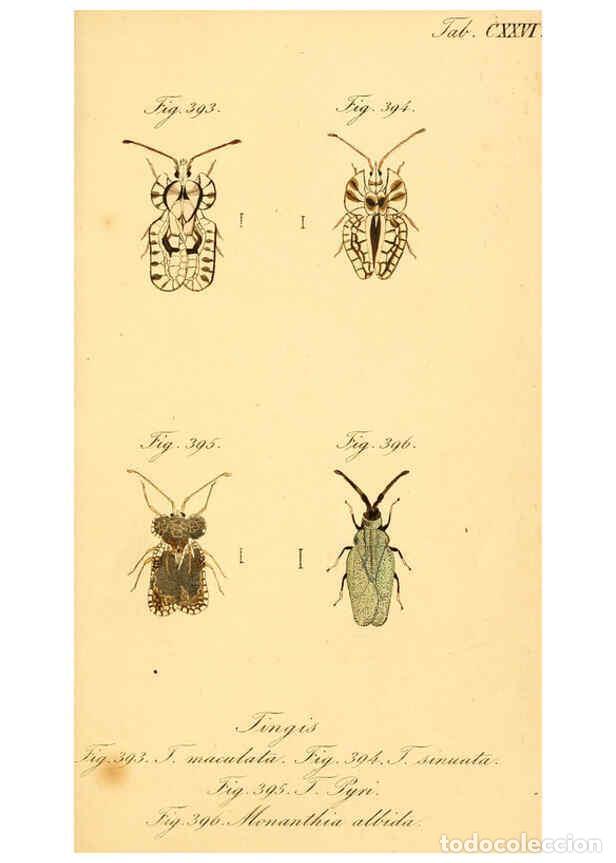 Coleccionismo de Revistas y Peri&oacute;dicos: Reproducci&oacute;n/Reproduction 6096026823: Die wanzenartigen Insecten. plates 1-4. N&uuml;rnberg :In der C.H.
