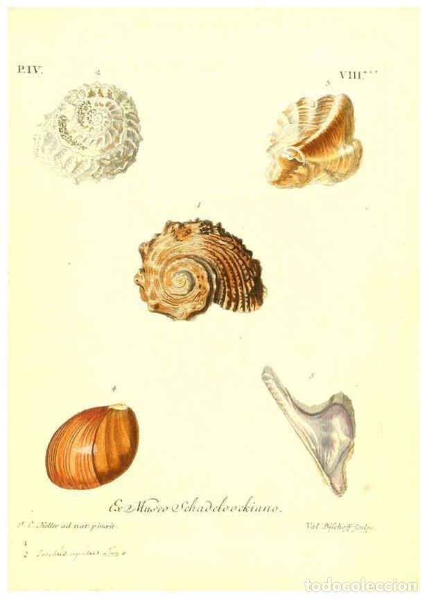 Coleccionismo de Revistas y Peri&oacute;dicos: Reproducci&oacute;n/Reproduction 6096100333: Vergn&uuml;gen der Augen und des Gem&uuml;ths. v.2 atlas. [Nuremberg :17