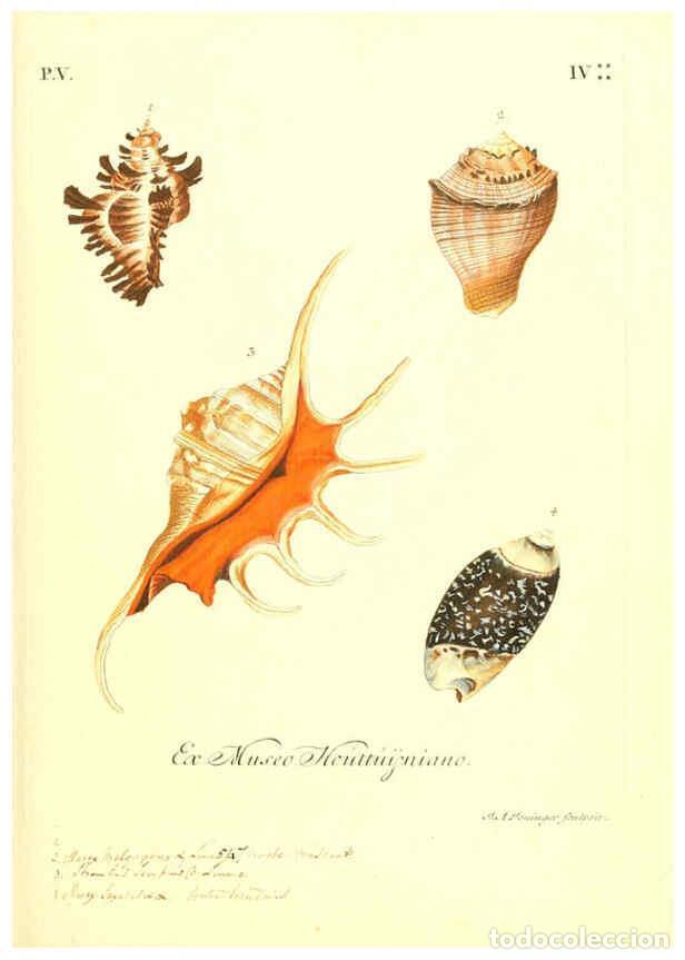 Coleccionismo de Revistas y Peri&oacute;dicos: Reproducci&oacute;n/Reproduction 6096106829: Vergn&uuml;gen der Augen und des Gem&uuml;ths. v.2 atlas. [Nuremberg :17