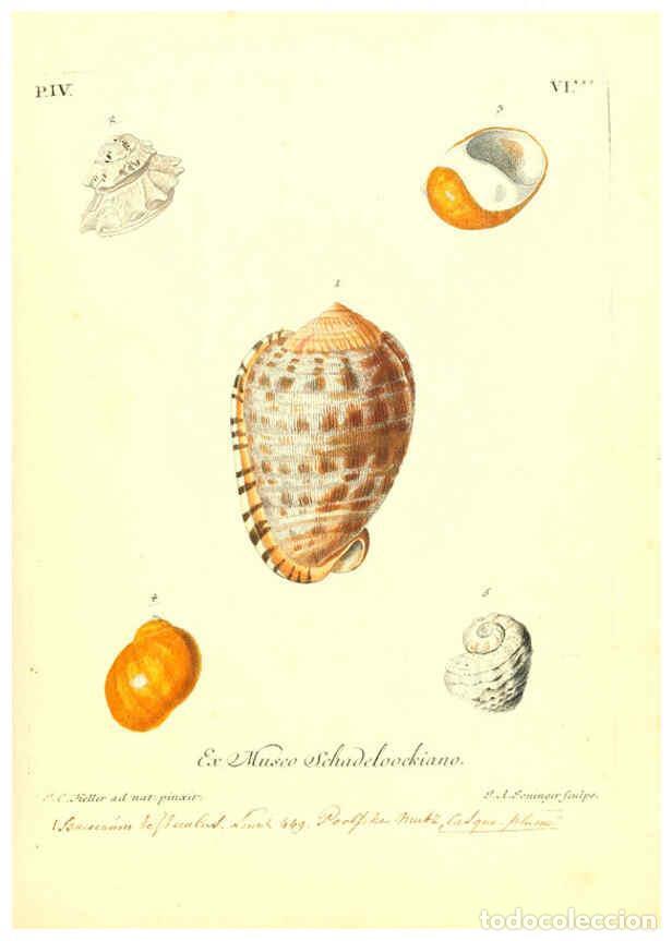 Coleccionismo de Revistas y Peri&oacute;dicos: Reproducci&oacute;n/Reproduction 6096644340: Vergn&uuml;gen der Augen und des Gem&uuml;ths. v.2 atlas. [Nuremberg :17