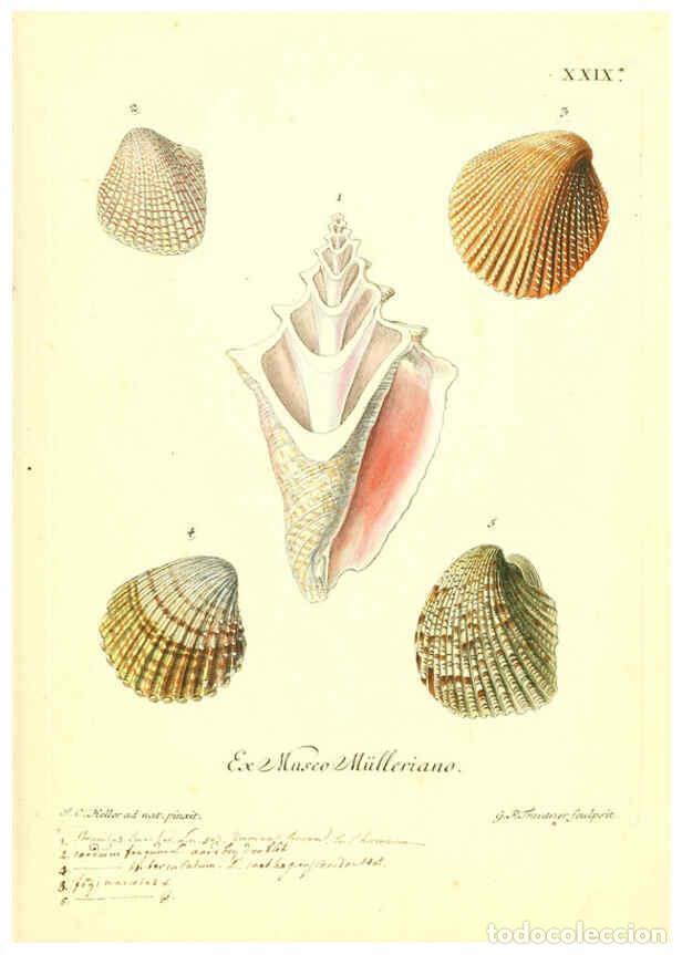 Coleccionismo de Revistas y Peri&oacute;dicos: Reproducci&oacute;n/Reproduction 6096634780: Vergn&uuml;gen der Augen und des Gem&uuml;ths. v.2 atlas. [Nuremberg :17