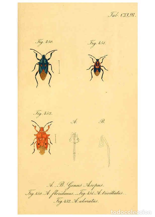 Collectionnisme de Revues et Journaux: Reproducci&oacute;n/Reproduction 6096030569: Die wanzenartigen Insecten. plates 1-4. N&uuml;rnberg :In der C.H.