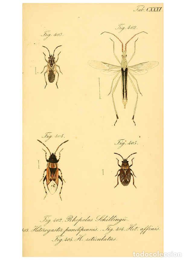 Collectionnisme de Revues et Journaux: Reproducci&oacute;n/Reproduction 6096027967: Die wanzenartigen Insecten. plates 1-4. N&uuml;rnberg :In der C.H.