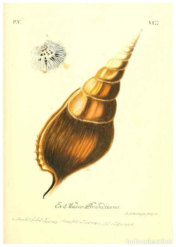 Collectionnisme de Revues et Journaux: Reproducci&oacute;n/Reproduction 6096651998: Vergn&uuml;gen der Augen und des Gem&uuml;ths. v.2 atlas. [Nuremberg :17