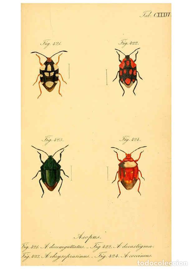 Collectionnisme de Revues et Journaux: Reproducci&oacute;n/Reproduction 6096573638: Die wanzenartigen Insecten. plates 1-4. N&uuml;rnberg :In der C.H.