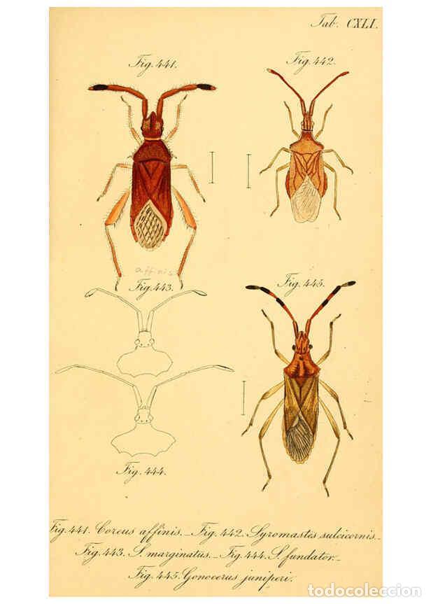 Collectionnisme de Revues et Journaux: Reproducci&oacute;n/Reproduction 6096574596: Die wanzenartigen Insecten. plates 1-4. N&uuml;rnberg :In der C.H.