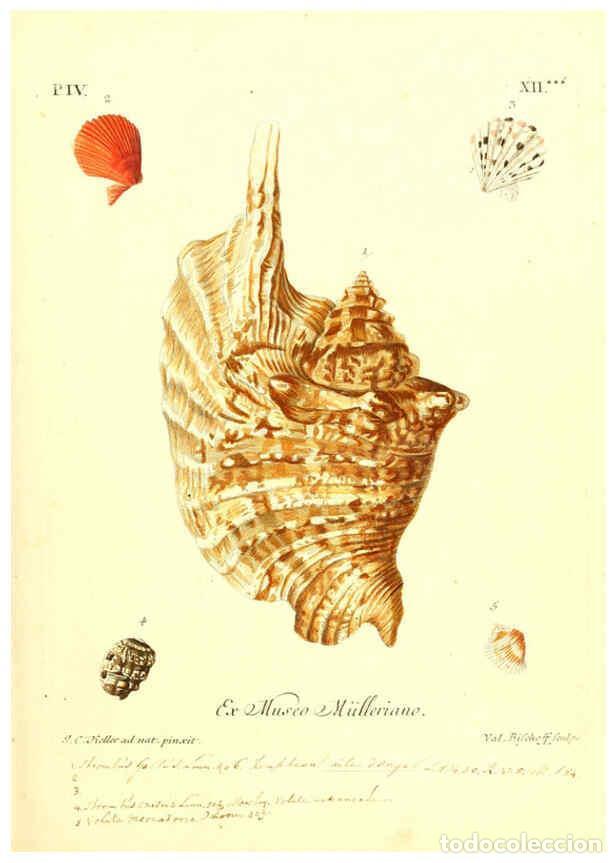 Collectionnisme de Revues et Journaux: Reproducci&oacute;n/Reproduction 6096101191: Vergn&uuml;gen der Augen und des Gem&uuml;ths. v.2 atlas. [Nuremberg :17