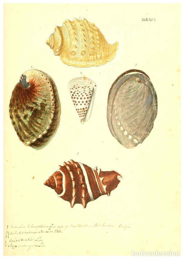 Collectionnisme de Revues et Journaux: Reproducci&oacute;n/Reproduction 6096079327: Vergn&uuml;gen der Augen und des Gem&uuml;ths. v.2 atlas. [Nuremberg :17