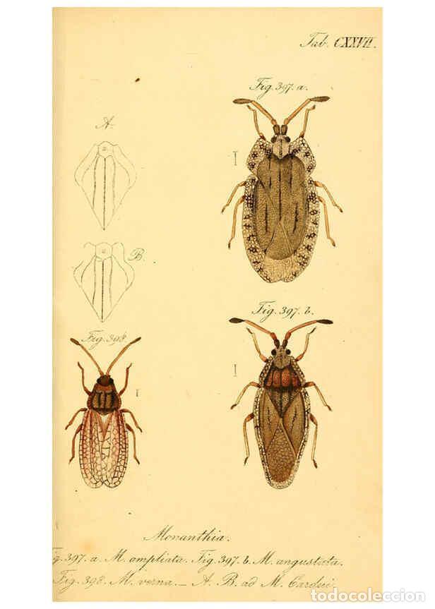 Collectionnisme de Revues et Journaux: Reproducci&oacute;n/Reproduction 6096027097: Die wanzenartigen Insecten. plates 1-4. N&uuml;rnberg :In der C.H.