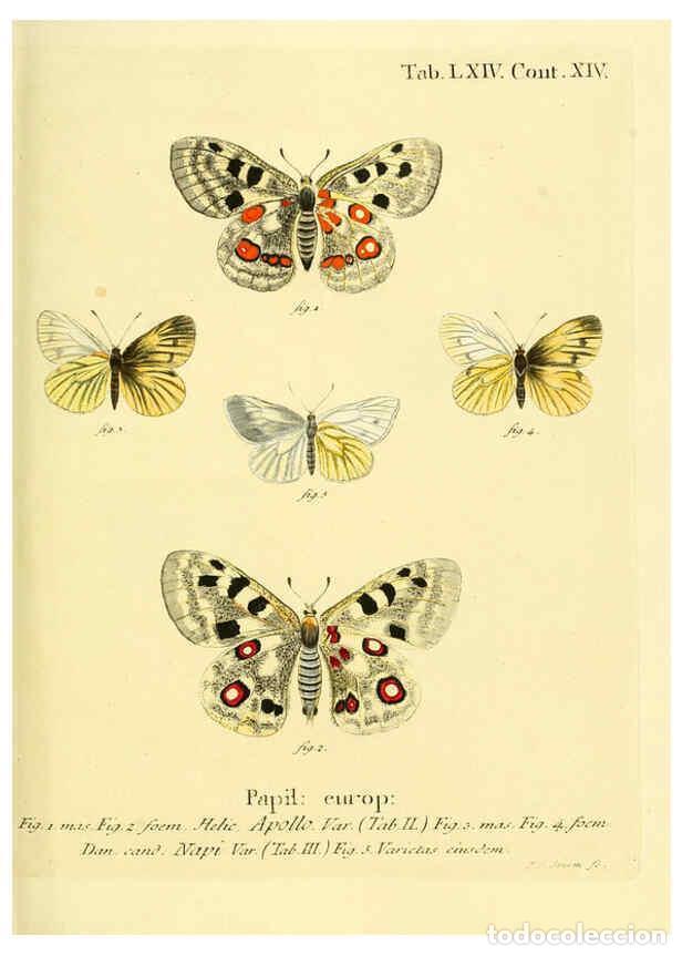 Collection Magazines and Newspapers: Reproducci&oacute;n/Reproduction 6103313008: Die Schmetterlinge in Abbildungen nach der Natur. v.1 plates.