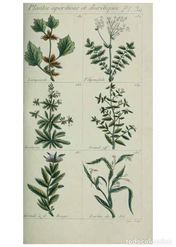 Collection Magazines and Newspapers: Reproducci&oacute;n/Reproduction 6103448263: Plantes usuelles, indig&egrave;nes et exotiques Paris :Duprat-Duverge