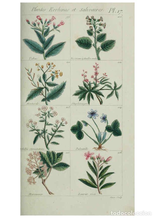 Collection Magazines and Newspapers: Reproducci&oacute;n/Reproduction 6103990840: Plantes usuelles, indig&egrave;nes et exotiques Paris :Duprat-Duverge