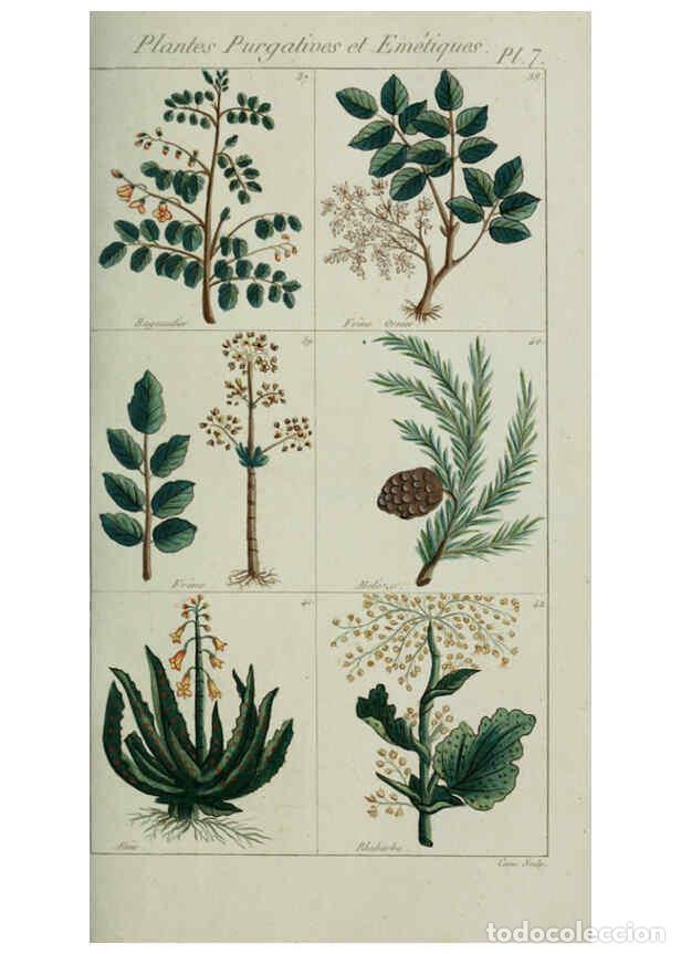 Collection Magazines and Newspapers: Reproducci&oacute;n/Reproduction 6103440419: Plantes usuelles, indig&egrave;nes et exotiques Paris :Duprat-Duverge