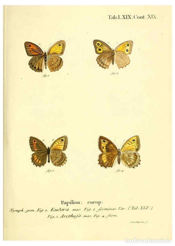 Collection Magazines and Newspapers: Reproducci&oacute;n/Reproduction 6102768119: Die Schmetterlinge in Abbildungen nach der Natur. v.1 plates.