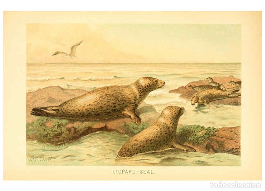 Collection Magazines and Newspapers: Reproducci&oacute;n/Reproduction 6103906972: The royal natural history. v2. sect.3 London,F. Warne,1893-189