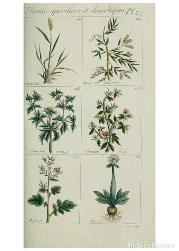 Collection Magazines and Newspapers: Reproducci&oacute;n/Reproduction 6103994936: Plantes usuelles, indig&egrave;nes et exotiques Paris :Duprat-Duverge