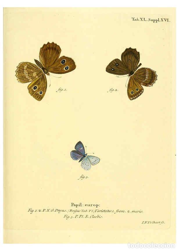 Collection Magazines and Newspapers: Reproducci&oacute;n/Reproduction 6103305844: Die Schmetterlinge in Abbildungen nach der Natur. v.1 plates.