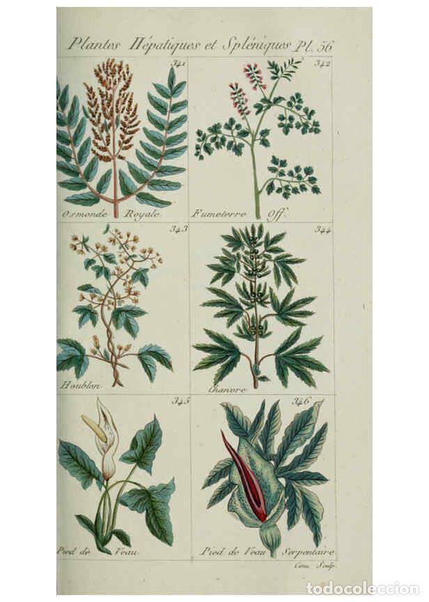 Collection Magazines and Newspapers: Reproducci&oacute;n/Reproduction 6104002624: Plantes usuelles, indig&egrave;nes et exotiques Paris :Duprat-Duverge