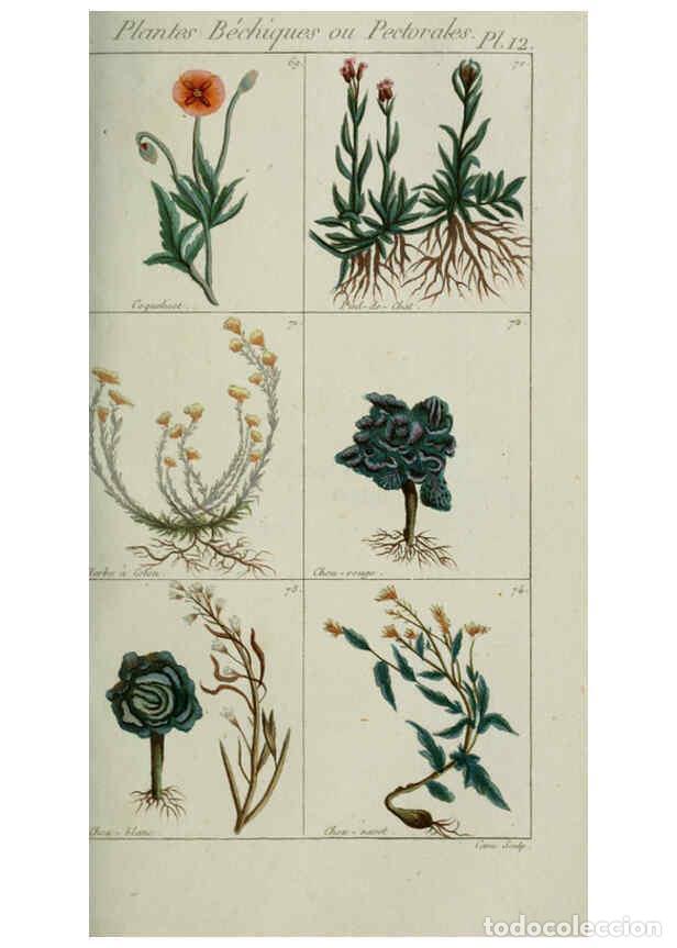 Collection Magazines and Newspapers: Reproducci&oacute;n/Reproduction 6103442017: Plantes usuelles, indig&egrave;nes et exotiques Paris :Duprat-Duverge