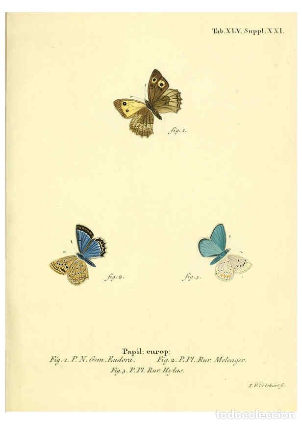 Collection Magazines and Newspapers: Reproducci&oacute;n/Reproduction 6103307312: Die Schmetterlinge in Abbildungen nach der Natur. v.1 plates.