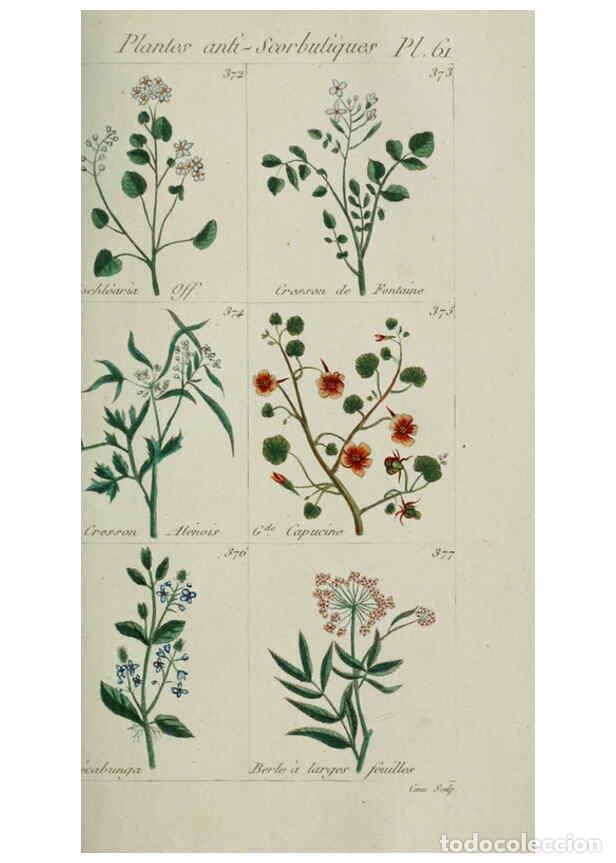 Collection Magazines and Newspapers: Reproducci&oacute;n/Reproduction 6104004008: Plantes usuelles, indig&egrave;nes et exotiques Paris :Duprat-Duverge