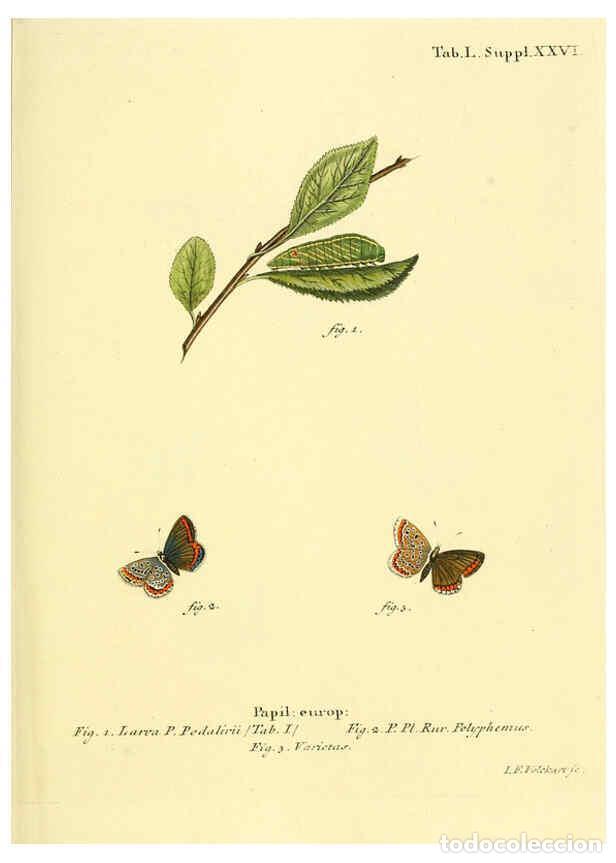 Collection Magazines and Newspapers: Reproducci&oacute;n/Reproduction 6103308758: Die Schmetterlinge in Abbildungen nach der Natur. v.1 plates.