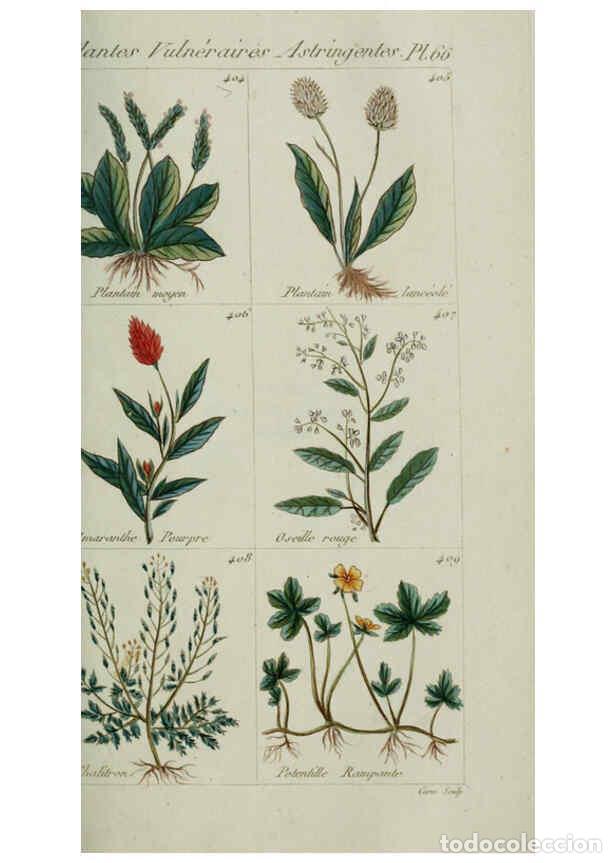 Collection Magazines and Newspapers: Reproducci&oacute;n/Reproduction 6104005622: Plantes usuelles, indig&egrave;nes et exotiques Paris :Duprat-Duverge