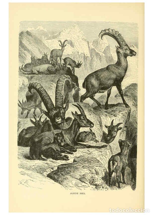 Collection Magazines and Newspapers: Reproducci&oacute;n/Reproduction 6103908254: The royal natural history. v2. sect.3 London,F. Warne,1893-189