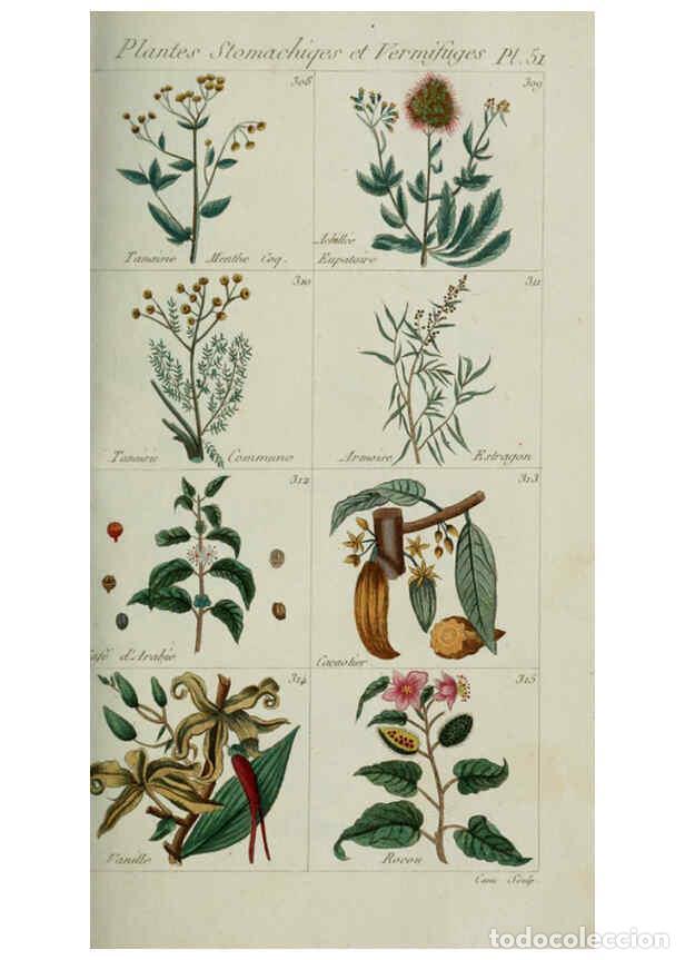 Collection Magazines and Newspapers: Reproducci&oacute;n/Reproduction 6104001392: Plantes usuelles, indig&egrave;nes et exotiques Paris :Duprat-Duverge