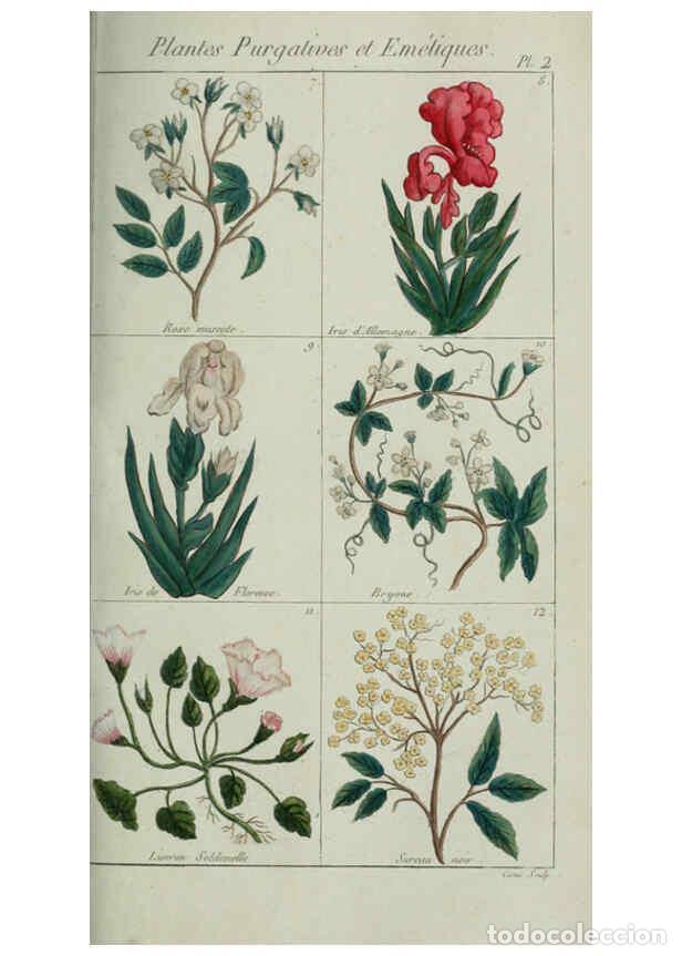 Collection Magazines and Newspapers: Reproducci&oacute;n/Reproduction 6103438851: Plantes usuelles, indig&egrave;nes et exotiques Paris :Duprat-Duverge