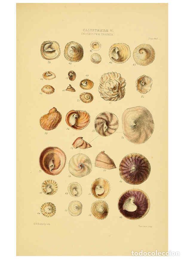 Collection Magazines and Newspapers: Reproducci&oacute;n/Reproduction 6103394282: Thesaurus conchyliorum, or, Monographs of genera of shells v.5