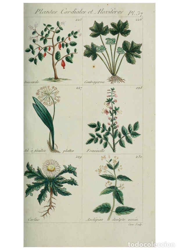 Collection Magazines and Newspapers: Reproducci&oacute;n/Reproduction 6103997614: Plantes usuelles, indig&egrave;nes et exotiques Paris :Duprat-Duverge